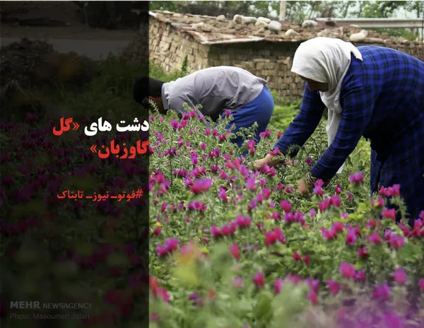 دشت های &laquo;گل گاوزبان&raquo;