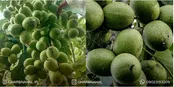 چگونه با خرید و کاشت نهال گردو پیوندی درآمدزایی کنیم؟