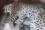 باغ‌وحش‌های خانگی و قاچاق حیوانات چقدر جدی است؟