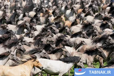 عکس: حیات وحش در هفته‌ای که گذشت