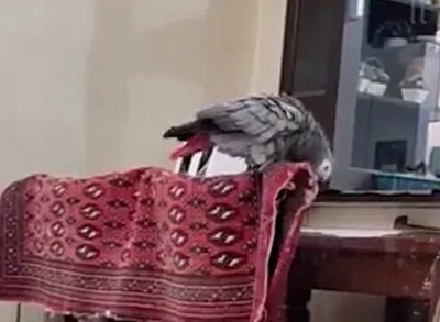 فحاشی یک کاسکو به زبان فارسی خطاب به گربه