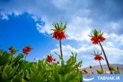 دشت لاله‌های واژگون