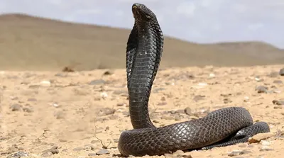 پرتاب زهر توسط مار کبرا
