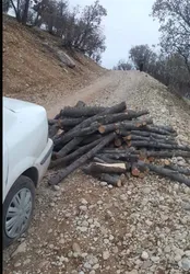 دستگیری قاچاقچیان درختان پارک ملی دز
