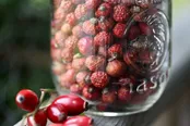 روش نگهداری میوه گل رز