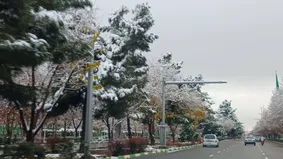 عکس | تصویری دلچسب از صبح برفی مشهد