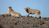 شناسایی دو قلاده یوز در سمنان