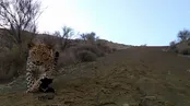 تصاویر چهار پلنگ ایرانی در میناب