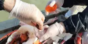 مهاجرت به تلفات پرندگانِ میانکاله پایان داد!