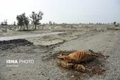 خشکسالی‌ بی‌سابقه در مناطقی از کشور