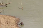 تابناک