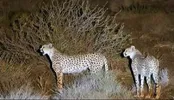 تصویر ناراحت‌کننده از «هلیا» درانتظار توله کشته‌شده‌اش