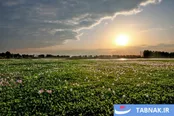 مرگ خاموش تالاب آغوزبن زیر سایه شیطان بنفش