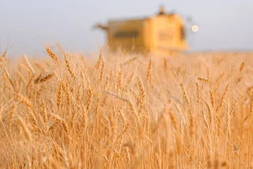 عکس: برداشت طلای زرد از مزارع لرستان