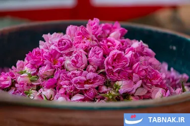 عکس: فصل طلایی گلاب گیری در کاشان