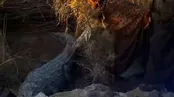 تور دستمالی تمساح گاندو در چابهار!