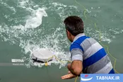 ماهیگیری با مِشقل در سواحل بوشهر