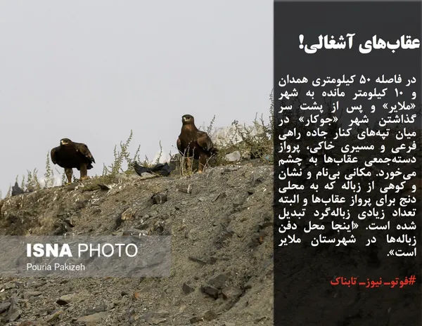 در فاصله ۵۰ کیلومتری همدان و ۱۰ کیلومتر مانده به شهر &laquo;ملایر&raquo; و پس از پشت سر گذاشتن شهر &laquo;جوکار&raquo; در میان تپه&zwnj;های کنار جاده راهی فرعی و مسیری خاکی، پرواز دسته&zwnj;جمعی عقاب&zwnj;ها به چشم می&zwnj;خورد. مکانی بی&zwnj;نام و نشان و کوهی از زباله که به محلی دنج برای پرواز عقاب&zwnj;ها و البته تعداد زیادی زباله&zwnj;گرد تبدیل شده است. &laquo;اینجا محل دفن زباله&zwnj;ها در شهرستان ملایر است&raquo;. به گفته معاون فرماندار ملایر، محل دفن زباله در شهر ملایر استاندارد وجود ندارد و روستاهای اطراف در این زمینه اظهار نارضایتی دارند؛ بنابراین باید روند مکان&zwnj;گُزینی و دفن بهداشتی و استانداردسازی زباله&zwnj;های شهر ملایر سرعت گیرد. در ناحیه فعلی به علت منابع غذایی و کثرت جوندگان، با عقاب&zwnj;های دشتی مواجه هستیم و امکان تغییر زیست&zwnj;بوم عقاب&zwnj;ها وجود ندارد اما با تغییر سایت پسماند ملایر، می&zwnj;توان شاهد بهبود زیست&zwnj;بوم عقاب&zwnj;ها بود.


