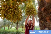 برداشت رُطب در گرمای ۵۰ درجه