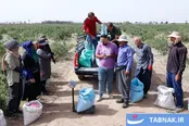 عکس: اصفهان؛ قطب تازه تولید گل محمدی