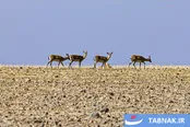عکس: آخرین بازماندگان آهوی ایرانی در شمال غرب کشور