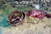 شکارچی گراز در باشگل دستگیر شد
