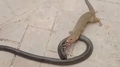 لحظه شکار مار کبرا توسط خدنگ