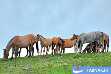 عکس: طبیعت ییلاقی مسیر اسالم به خلخال