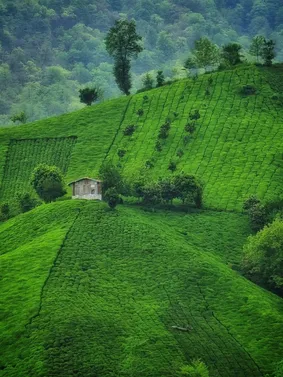 تصاویری از طبیعت زیبای گیلان