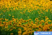عکس: طراوت بهاری در باغ گیاه‌شناسی ملی ایران