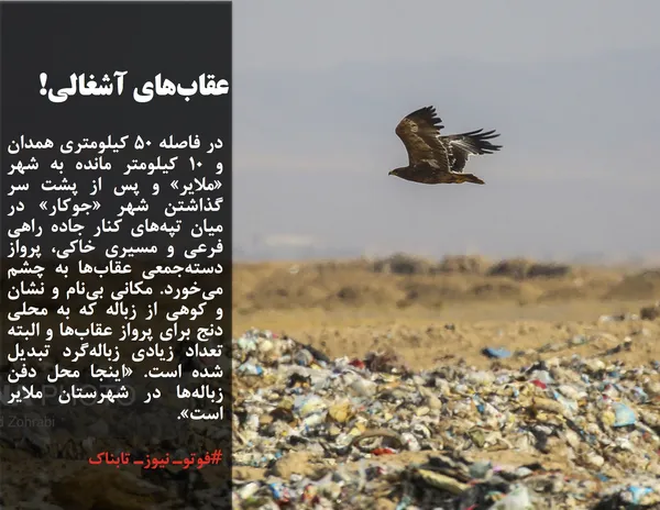 در فاصله ۵۰ کیلومتری همدان و ۱۰ کیلومتر مانده به شهر &laquo;ملایر&raquo; و پس از پشت سر گذاشتن شهر &laquo;جوکار&raquo; در میان تپه&zwnj;های کنار جاده راهی فرعی و مسیری خاکی، پرواز دسته&zwnj;جمعی عقاب&zwnj;ها به چشم می&zwnj;خورد. مکانی بی&zwnj;نام و نشان و کوهی از زباله که به محلی دنج برای پرواز عقاب&zwnj;ها و البته تعداد زیادی زباله&zwnj;گرد تبدیل شده است. &laquo;اینجا محل دفن زباله&zwnj;ها در شهرستان ملایر است&raquo;. به گفته معاون فرماندار ملایر، محل دفن زباله در شهر ملایر استاندارد وجود ندارد و روستاهای اطراف در این زمینه اظهار نارضایتی دارند؛ بنابراین باید روند مکان&zwnj;گُزینی و دفن بهداشتی و استانداردسازی زباله&zwnj;های شهر ملایر سرعت گیرد. در ناحیه فعلی به علت منابع غذایی و کثرت جوندگان، با عقاب&zwnj;های دشتی مواجه هستیم و امکان تغییر زیست&zwnj;بوم عقاب&zwnj;ها وجود ندارد اما با تغییر سایت پسماند ملایر، می&zwnj;توان شاهد بهبود زیست&zwnj;بوم عقاب&zwnj;ها بود.

