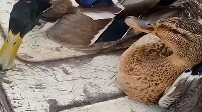 روزگار سیاه پرندگان مهاجر در رشت