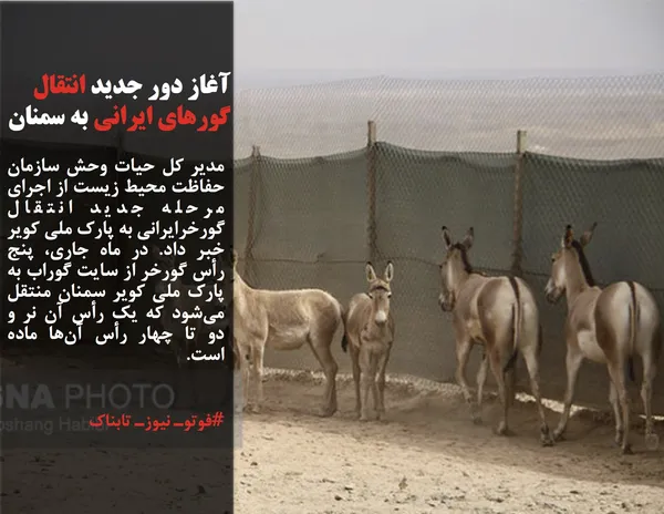 مدیر کل حیات وحش سازمان حفاظت محیط زیست از اجرای مرحله جدید انتقال گورخرایرانی به پارک ملی کویر خبر داد. در ماه جاری، پنج رأس گورخر از سایت گوراب به پارک ملی کویر سمنان منتقل می&zwnj;شود که یک رأس آن&nbsp;نر و دو تا چهار رأس آن&zwnj;ها ماده است.
