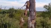 لحظات دزدی یک کفتار از پلنگ!