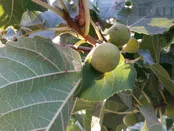انجیر روستای گوشه شهنشاه خرم‌آباد
