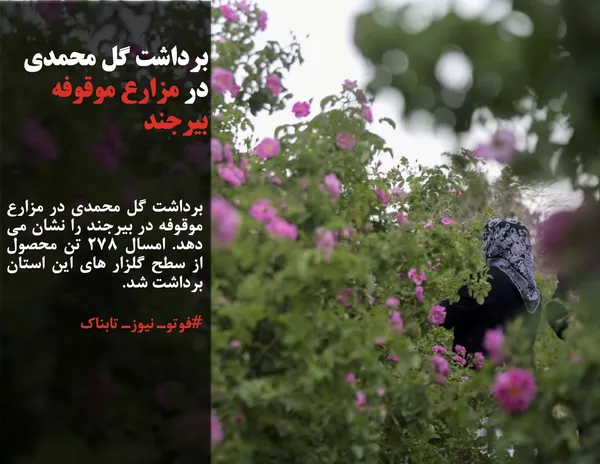 برداشت گل محمدی در مزارع موقوفه در بیرجند را نشان می دهد. امسال 278 تن محصول از سطح گلزار های این استان برداشت شد.
