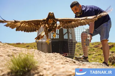 عکس: رهاسازی روباه‌ها و پرندگان شکاری درمان‌شده در طبیعت البرز