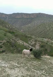 منطقه حفاظت شده قلاجه بین کرمانشاه و ایلام