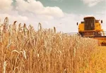 شرایط جنگی بهانه‌ای برای تأخیر در پرداخت حق کشاورز/ دولت باید جریمه تأخیر را بپردازد