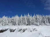 جنگل توسکا چشمه گلوگاه ,مازندران