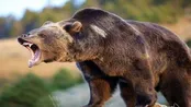 حمله خرس قهوه‌ای به ۳ نفر در آذربایجان شرقی