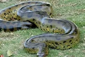 واکنش محیط زیست به وجود مار غول پیکر در گیلان