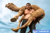 عکس: پهلوان قزاقستانی؛ جوانی که شتر ۴۰۰ کیلویی را بر دوش می‌نشاند