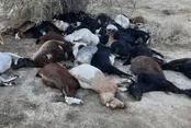 یک چوپان همراه با ۱۰۰  گوسفندش در تریلی خفه شد
