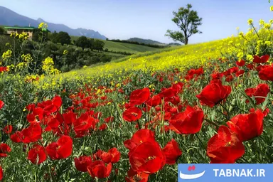 عکس: گلستان؛ بومِ نقاشیِ طبیعت با رنگِ شقایق