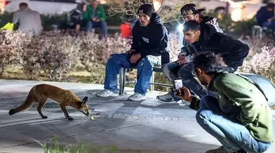 چرا تهران پر از روباه شده است؟