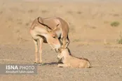 ۴۲ راس گور ایرانی در شرایط تکثیر در اسارت