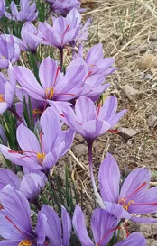 مزارع زعفران روستاي سنو شهرستان گناباد