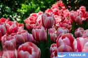 عکس: باغ ایرانی میزبان لاله‌های بهاری