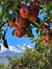 عکس: قابی چشم نواز از سرخی باغ سیب در سپیدی سبلان